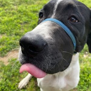 Meet your Posher, Savannah